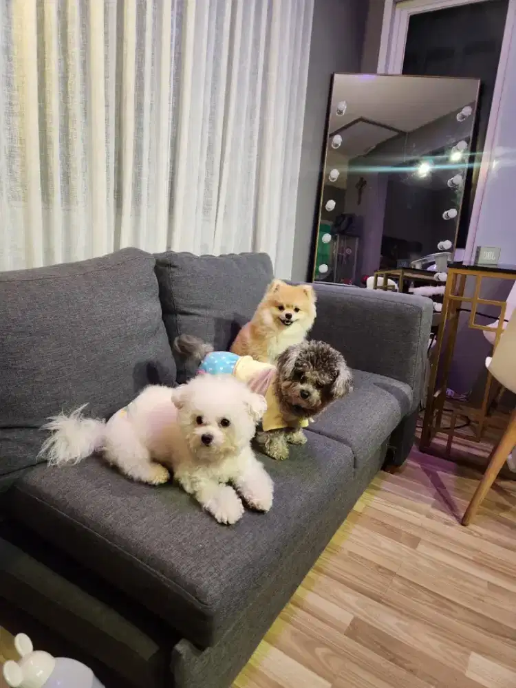 Dibutuhkan ART (ada doggie)