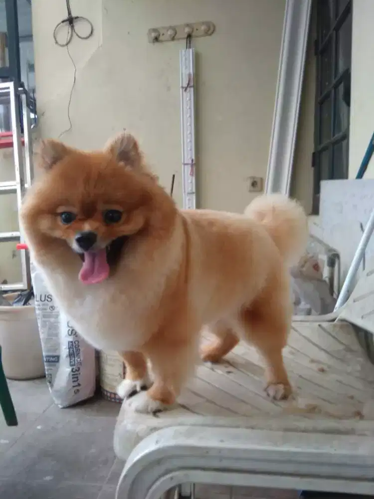 Termurah jasa grooming anjing kucing panggilan cukur bulu mandi rumah