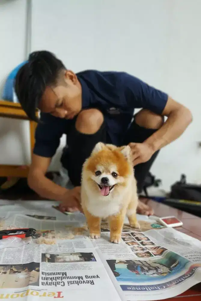 Loker lowongan kerja pet groomer grumer mobile keliling berpengalaman