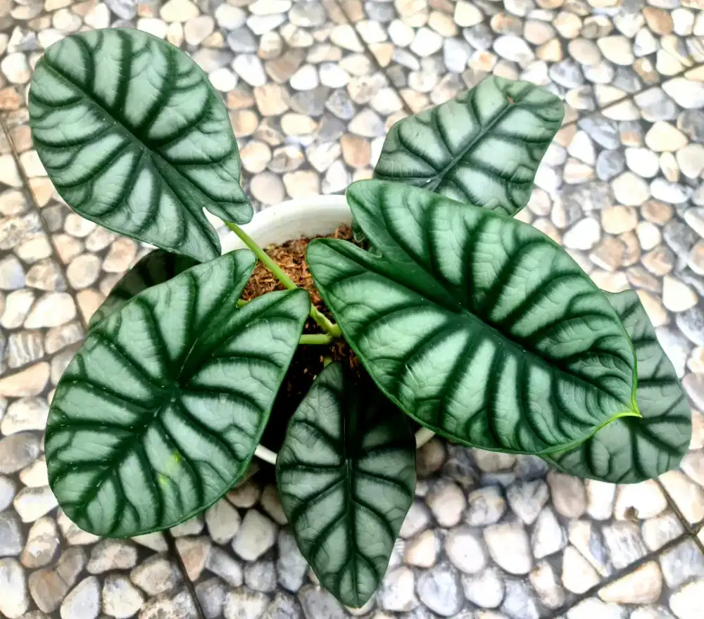 Chaca