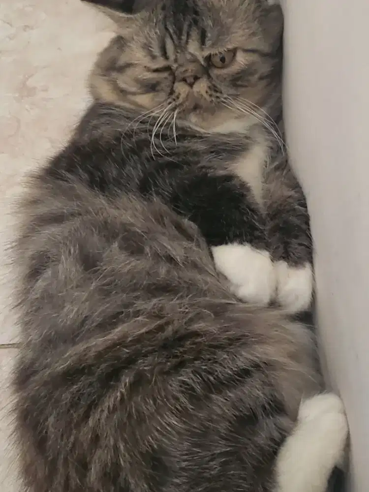 Sifa
