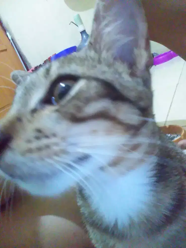 CHANDRA