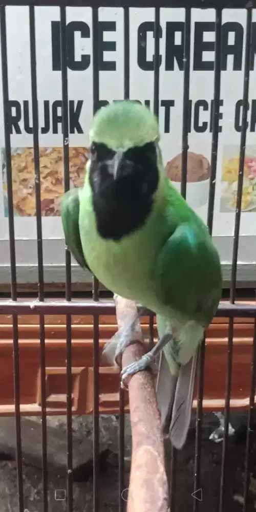 Anwar