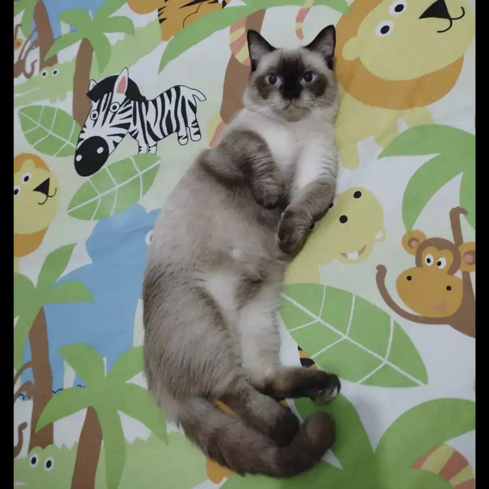 Rizky Cat House