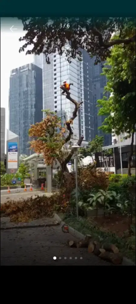 Narto tukang tebang