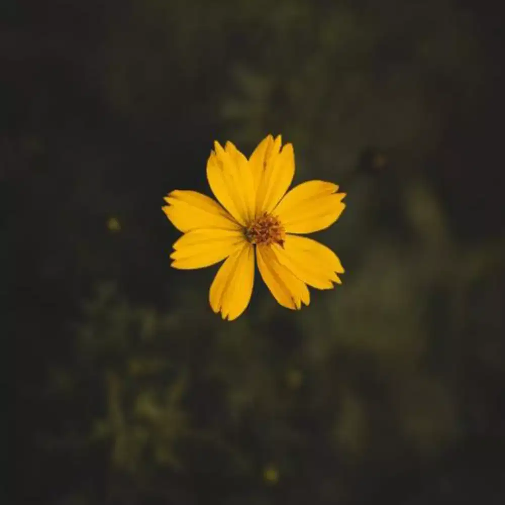 OTI