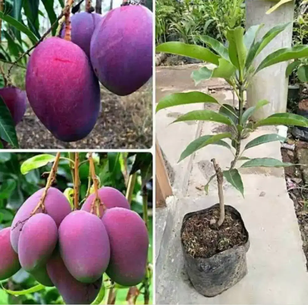 Tabulampot lampung 2