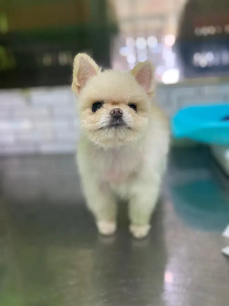 Perawat hewan / groomer