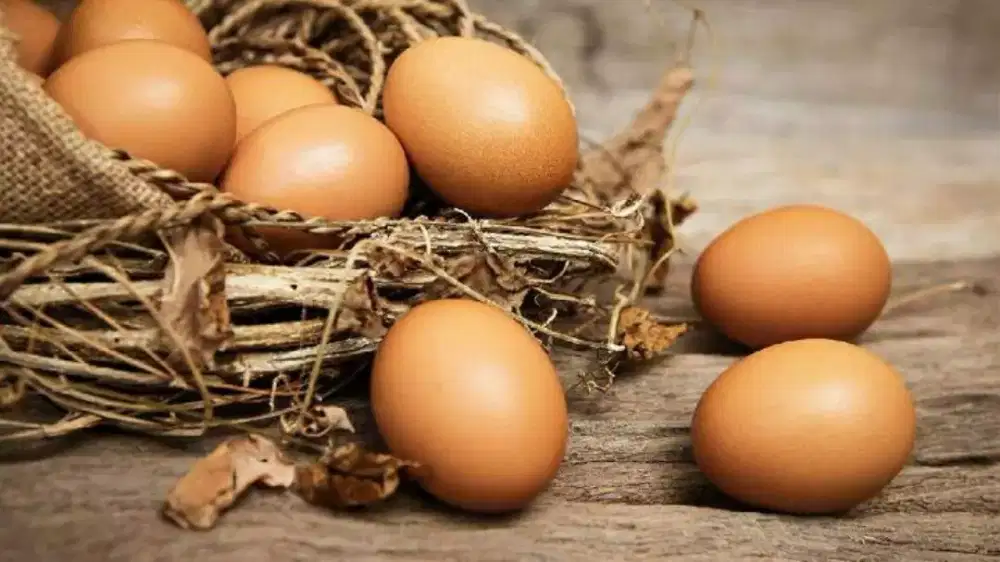 EggVit Telur bervitamin
