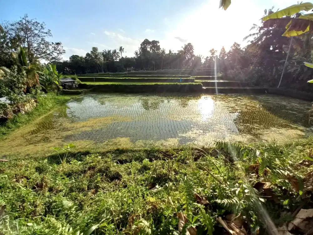 Putu pande