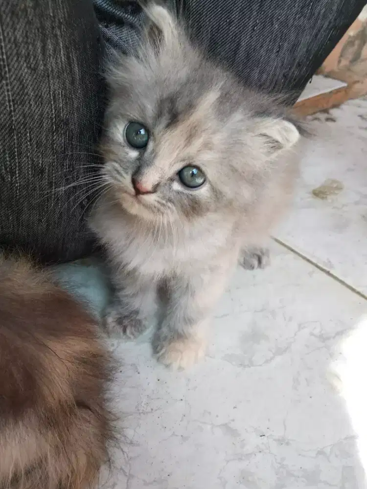 Neng Ella