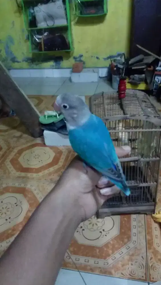 enzi fauzi