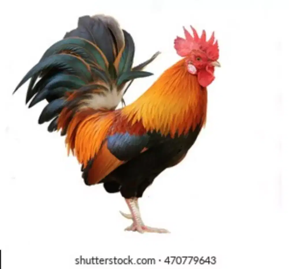 Jemy asli sunda
