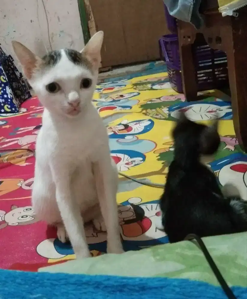 Sentia Pesek